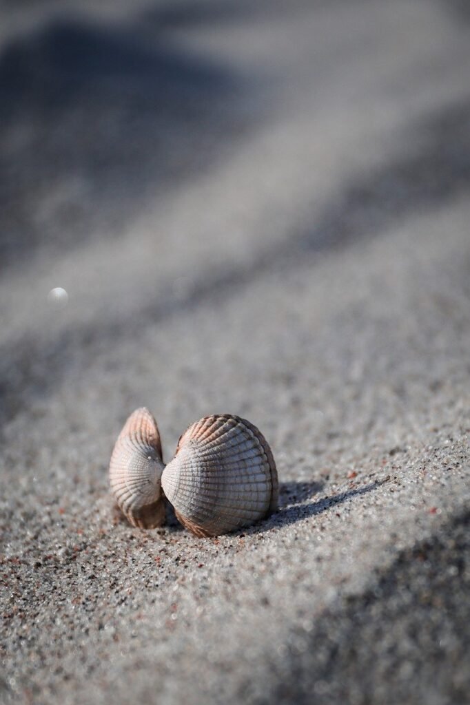 As uitstrooien op het strand van Zandvoort